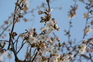 桜が咲き始めた有田神社（伊勢市小俣町湯田）