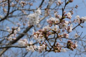桜が咲き始めた有田神社（伊勢市小俣町湯田）