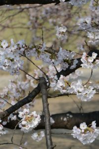 桜は咲き始めた宮川堤桜は咲き始めた宮川堤
