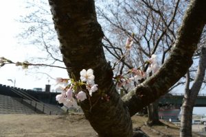 桜は咲き始めた宮川堤