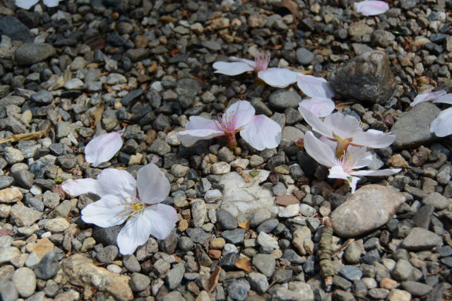 花を落とす箕曲中松原神社の桜（伊勢市岩渕）