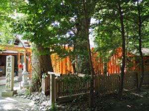 参道鳥居に掛けられていたブルーシートの理由が明らかになった吉王稲荷神社（伊勢市船江）