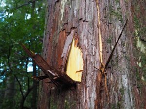 台風被害の跡、瀧原宮（皇大神宮 別宮）