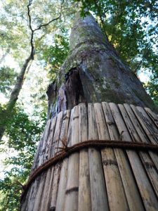 瀧原宮（皇大神宮 別宮）