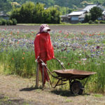 花開道の案山子たち（伊勢市津村町）