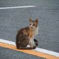 宇治橋前のロータリーにて出会った野良猫