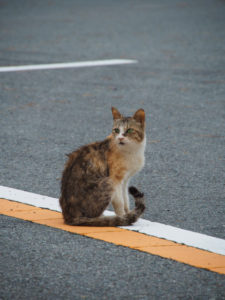宇治橋前のロータリーにて出会った野良猫
