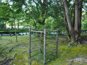 伊勢志摩サミットで記念植樹された「神宮スギ」の一本（内宮）
