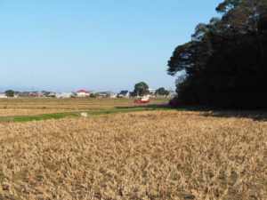 神麻続機殿神社付近で遭遇した大豆の収穫