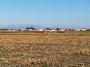 神麻続機殿神社付近で遭遇した大豆の収穫