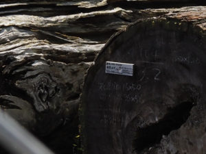 神宮司廳の貯木場で見かけた滝原スギの古木（伊勢市岡本）