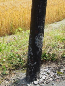 やっと見つけた木製の電柱（多気郡多気町牧［中牧］にて）
