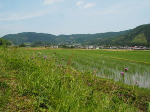 津田［土地改良区の］用水からの風景（多気町鍬形）