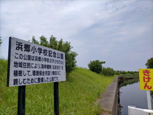 浜郷小学校記念公園のハマボウ（勢田川右岸）