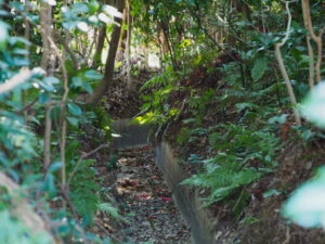 神服織機殿神社の社叢を通り抜ける「福井文右衛門 代官のおかげで掘らせた水路」