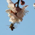 ミツバチが花粉玉を作るほどに咲いた臥龍梅（伊勢市御薗町新開）