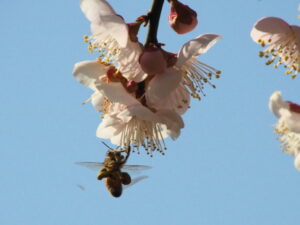 ミツバチが花粉玉を作るほどに咲いた臥龍梅（伊勢市御薗町新開）